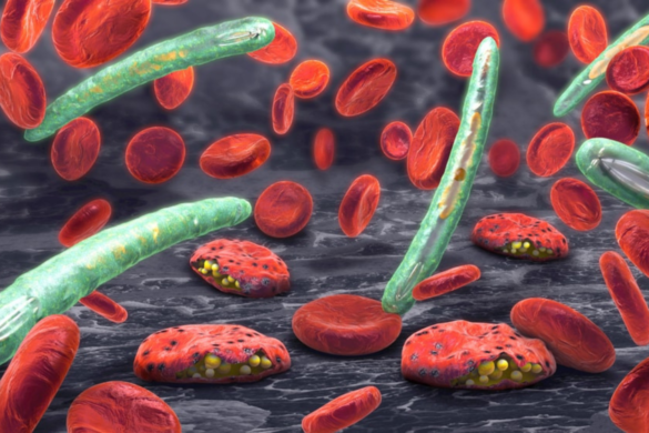 Environmentally safe bacteria could potentially aid in the eradication of malaria.